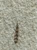 Tipula trifascingulata